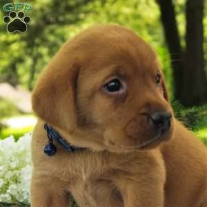 Cedar, Fox Red Labrador Retriever Puppy